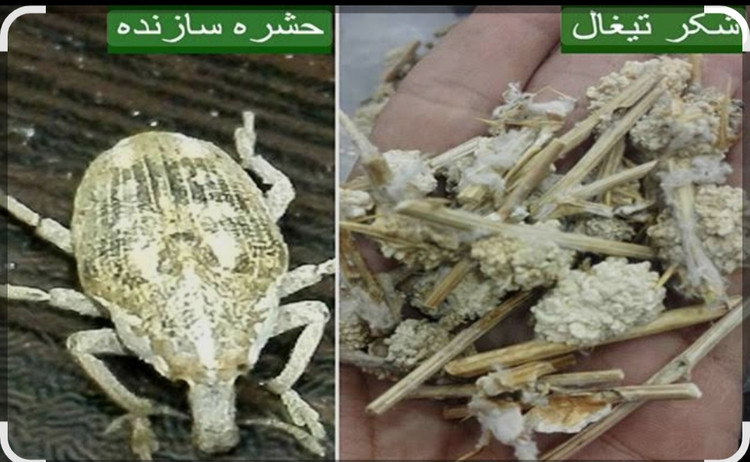 شکرتیغال100گرمی